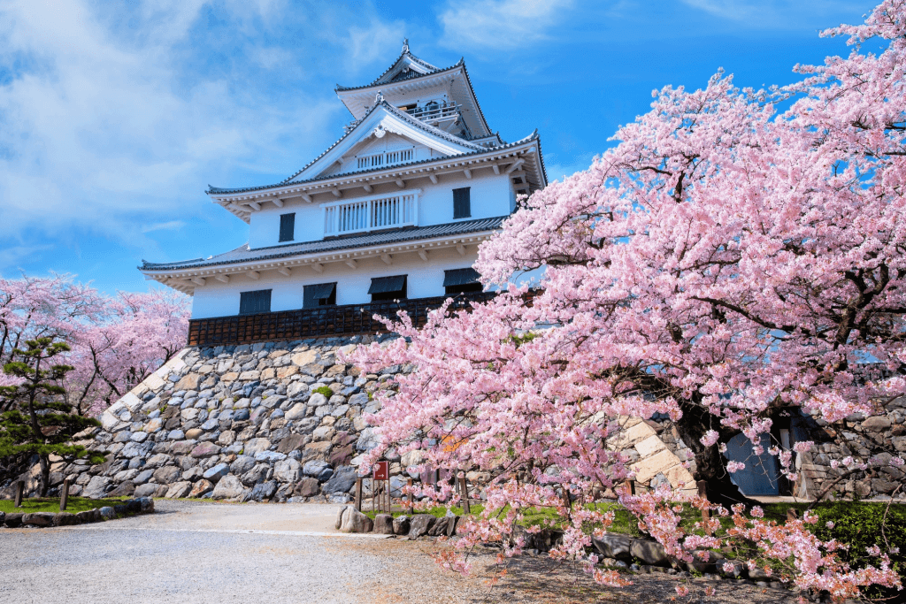 Cherry blossoms in Shiga.