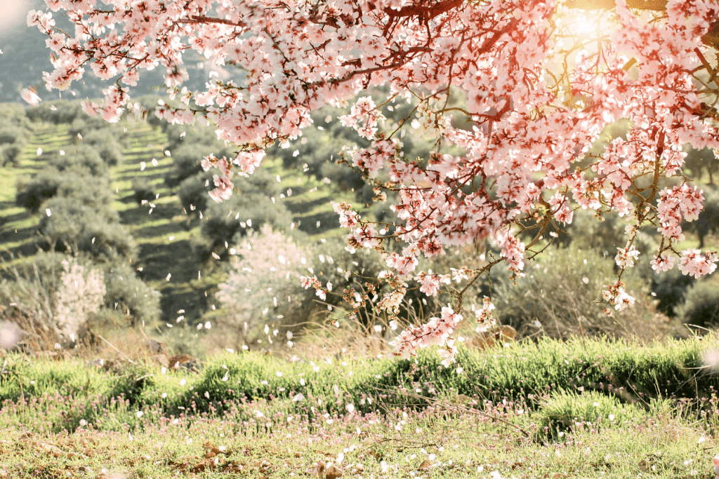 A spring breeze that catches the cherry blossoms.