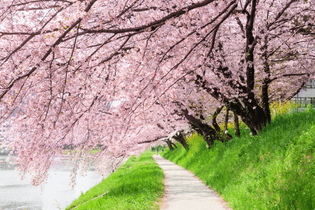 A scene that shows the spring colors of pink sakura, green grass and white asphalt.