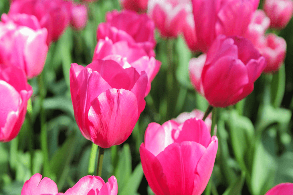 Tulips during the spring equinox, representing spring colors like pink.
