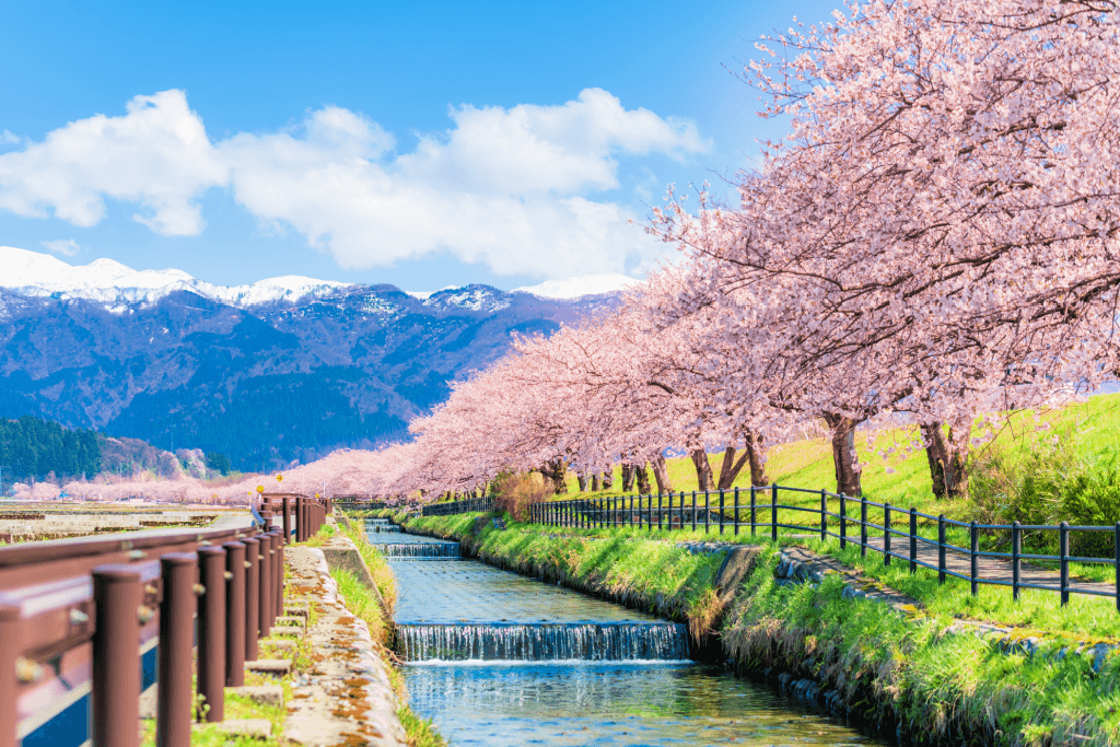 Cherry blossoms on a river in Toyama.
