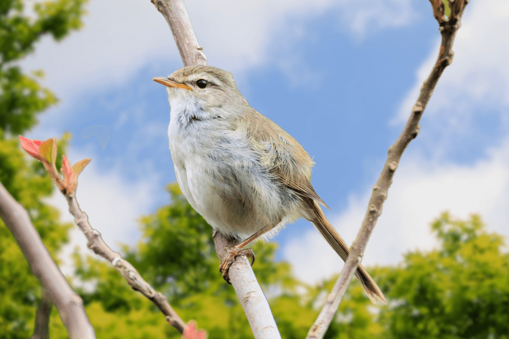 An uguisu or Japanese bush warbler. It's a bird that has one of many Japanese colors named after it.