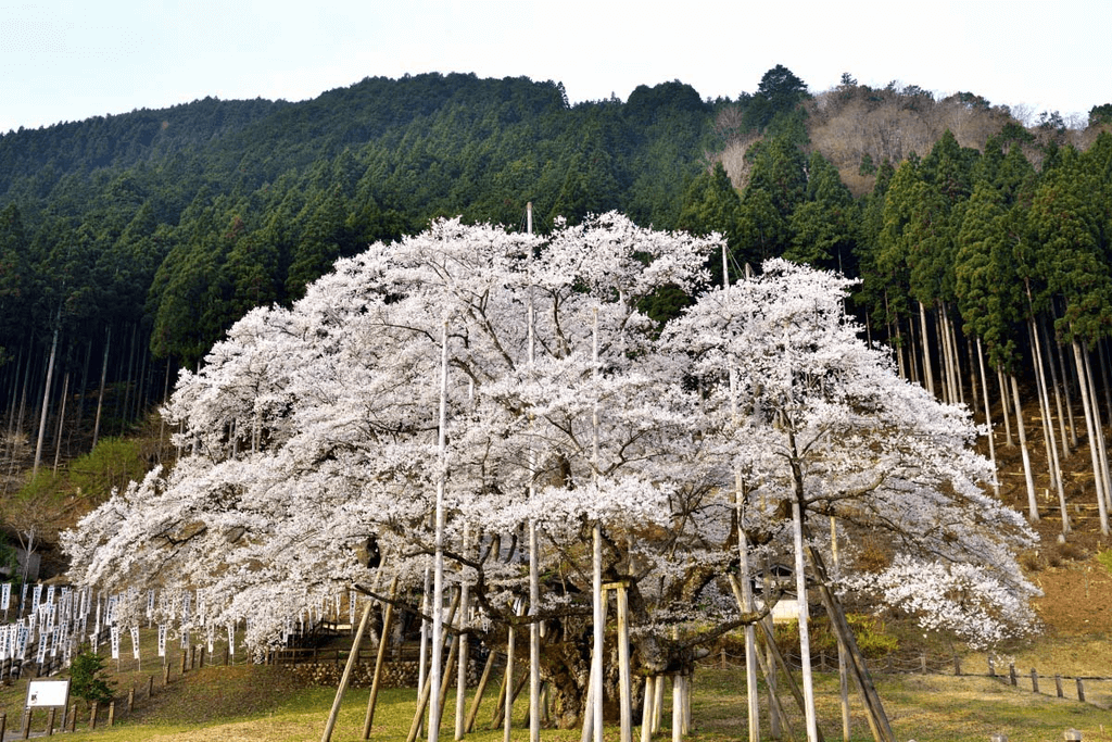 The Usuzumizakura tree in Gifu Prefecture.