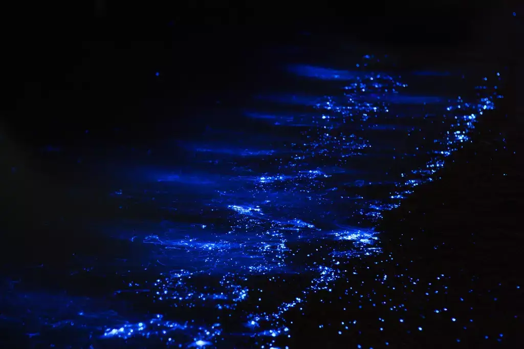 A bunch of bioluminescent rocks in Okayama Prefecture.
