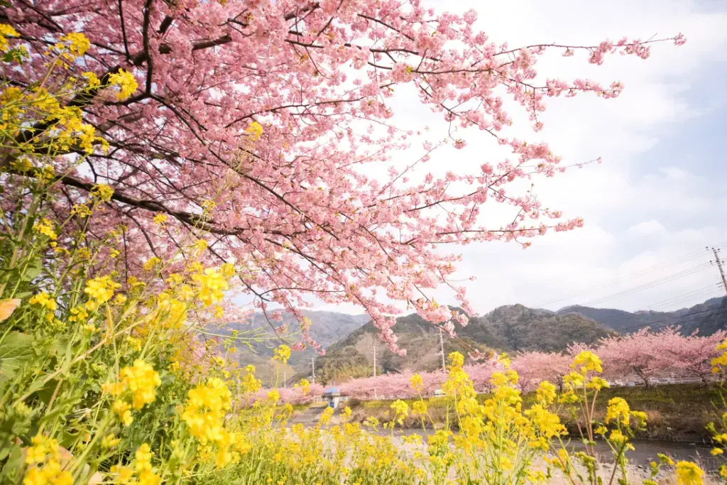 A large sakura tree.
