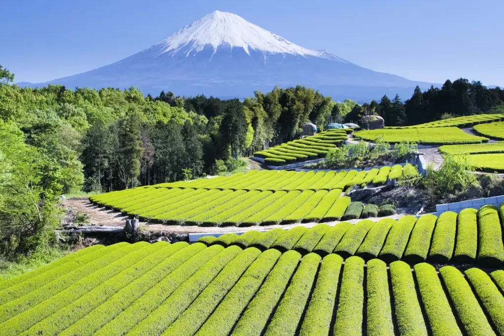 Green fields in Japan.
