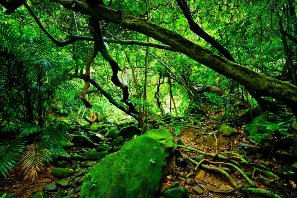 A forest on Iriomote Island in Okinawa.
