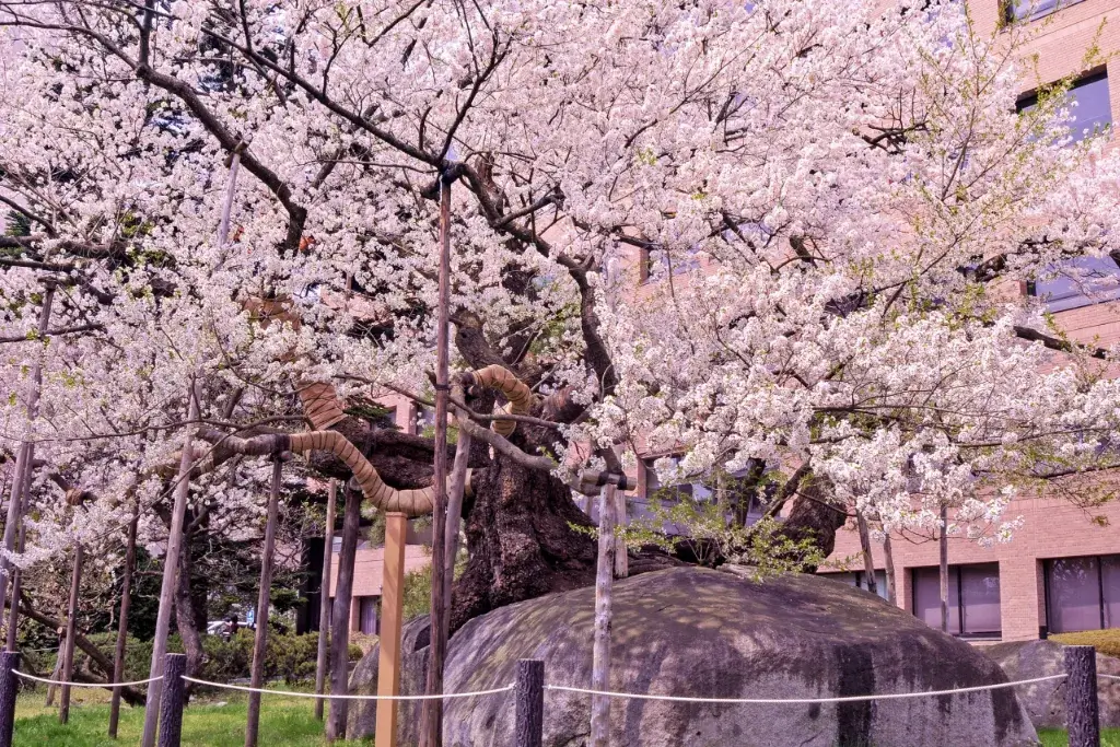 Ishiwarizakura , a stone splitting sakura tree