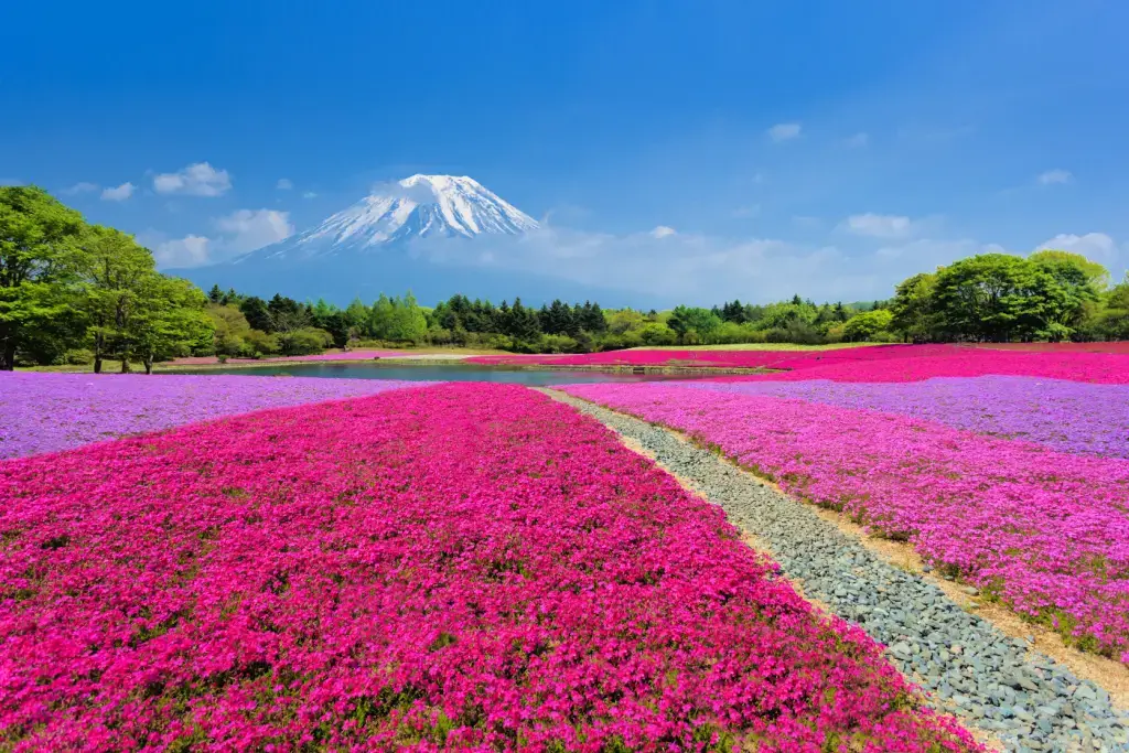 Colorful flower fields in Japan.