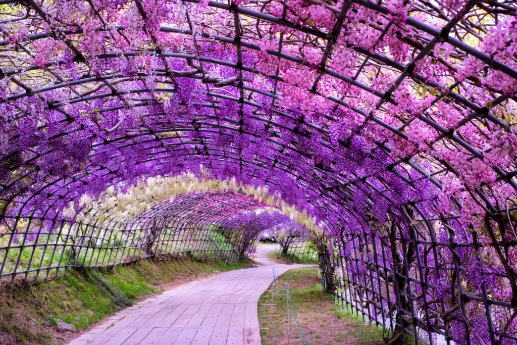 The Ashikaga Wisteria Temple. The flowers are purple.