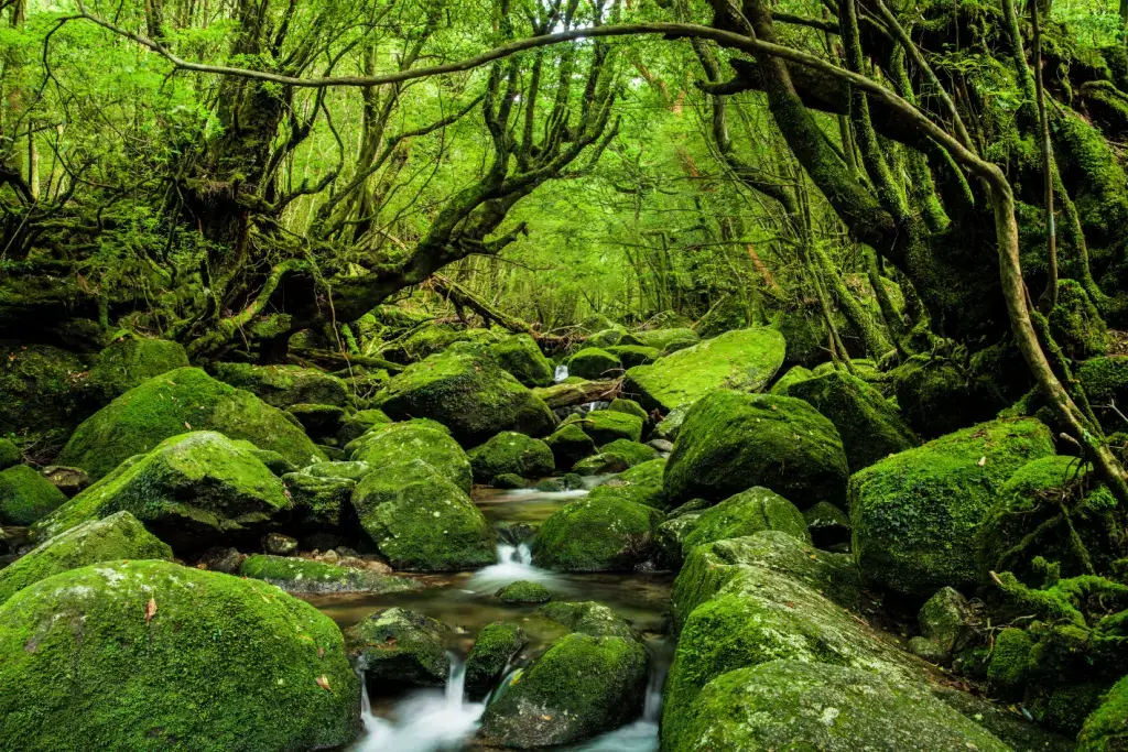 Yakushima, one of many beautiful forests in Japan.