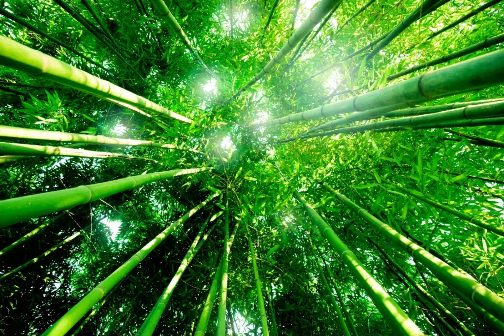 A bamboo forest in Japan.