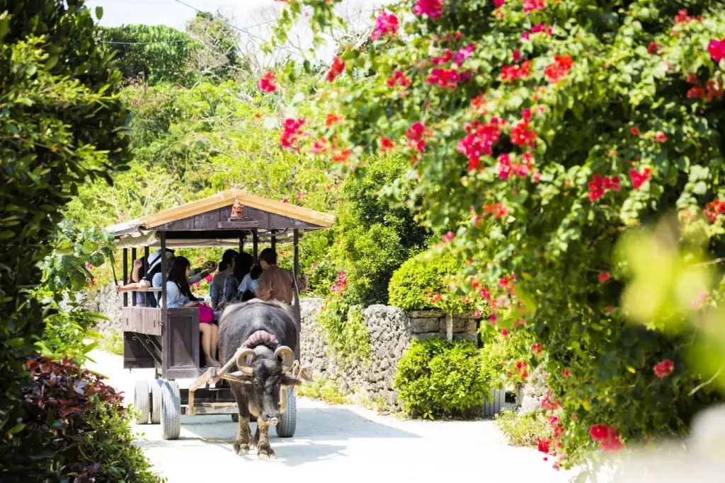A carriage in the middle of a hibiscus garden.