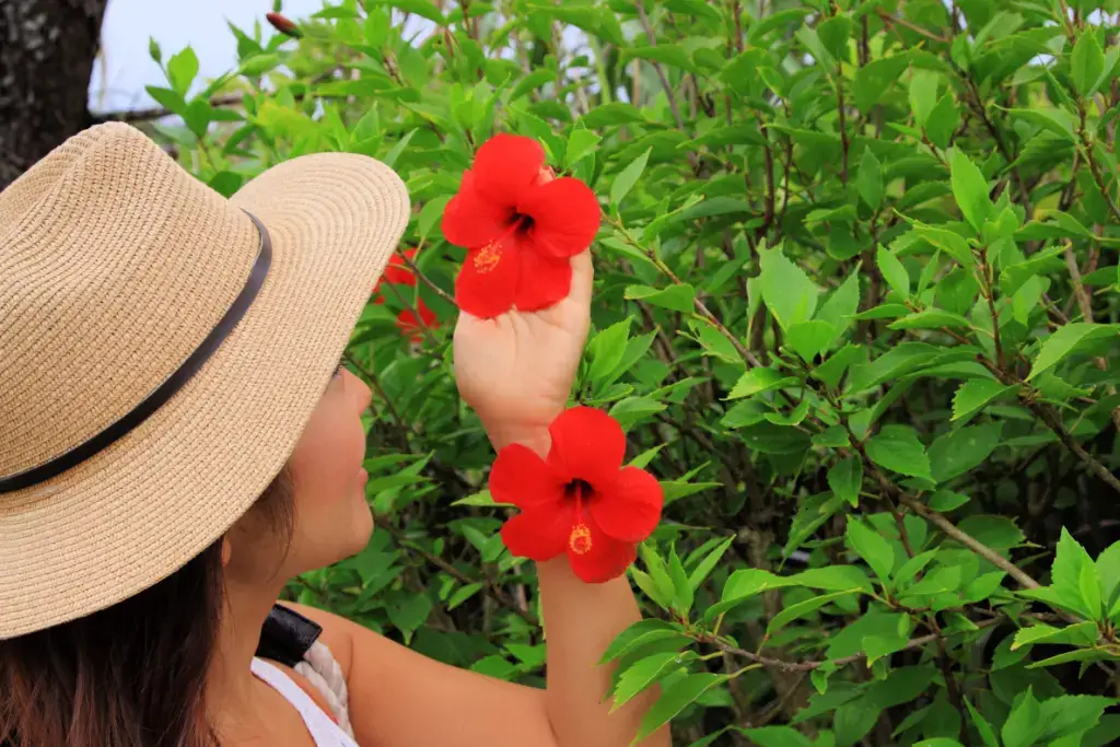 A woman admiring red flowers.