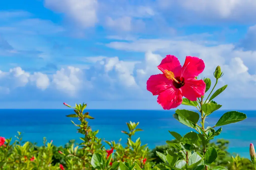 A hibiscus flower in Okinawa.