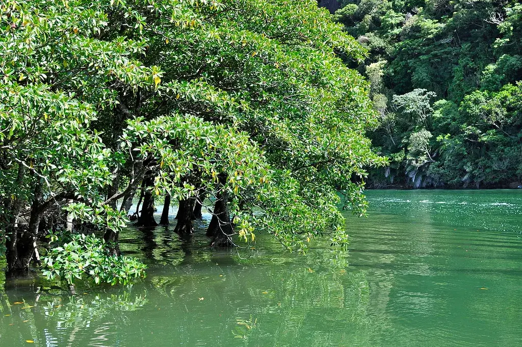 Iriomote Mangrove Park in Okinawa.