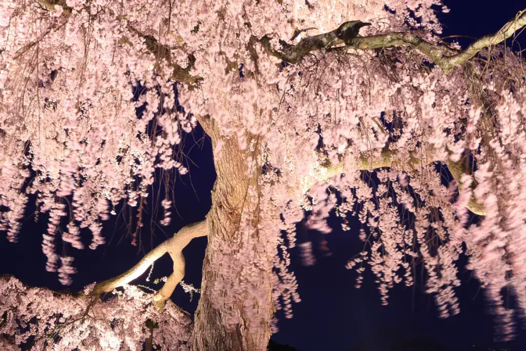 An illuminated cherry tree in Maruyama Park.