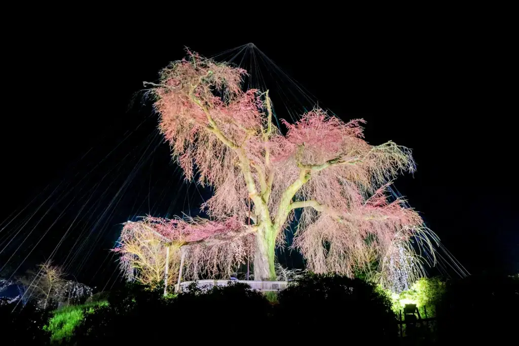 A cherry blossom tree at night in Maruyama Park.