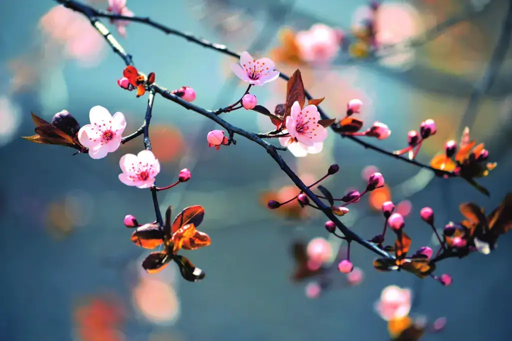 Cherry blossoms on a tree.