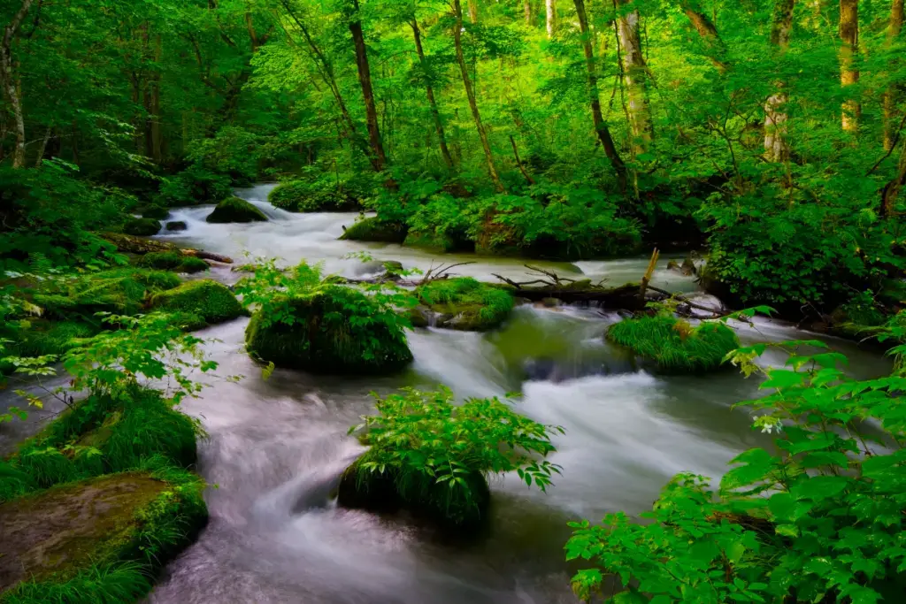 A stream in Towada-Hachimantai National Park, one of many beautiful forests in Japan.