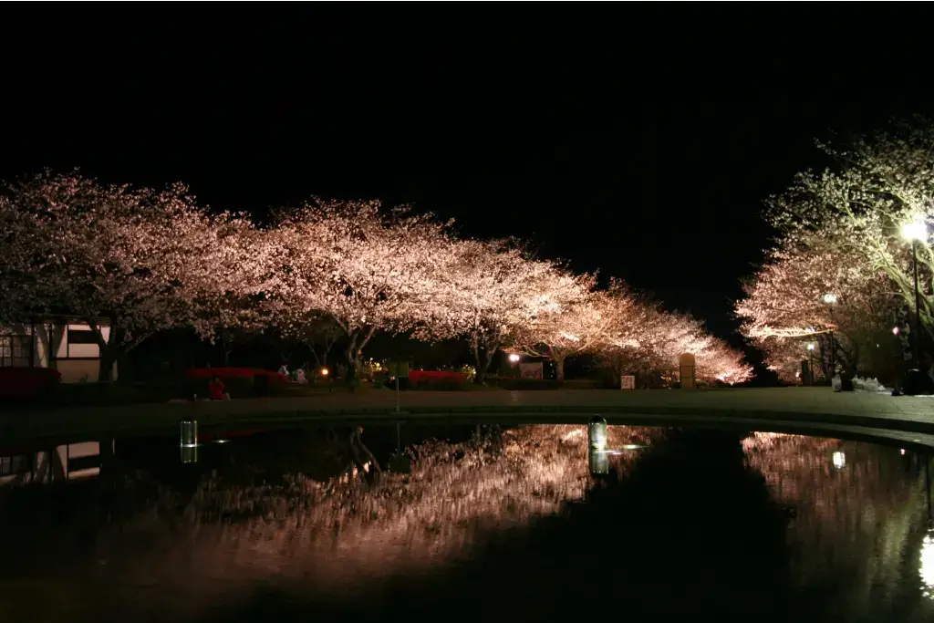 Cherry blossoms at night.