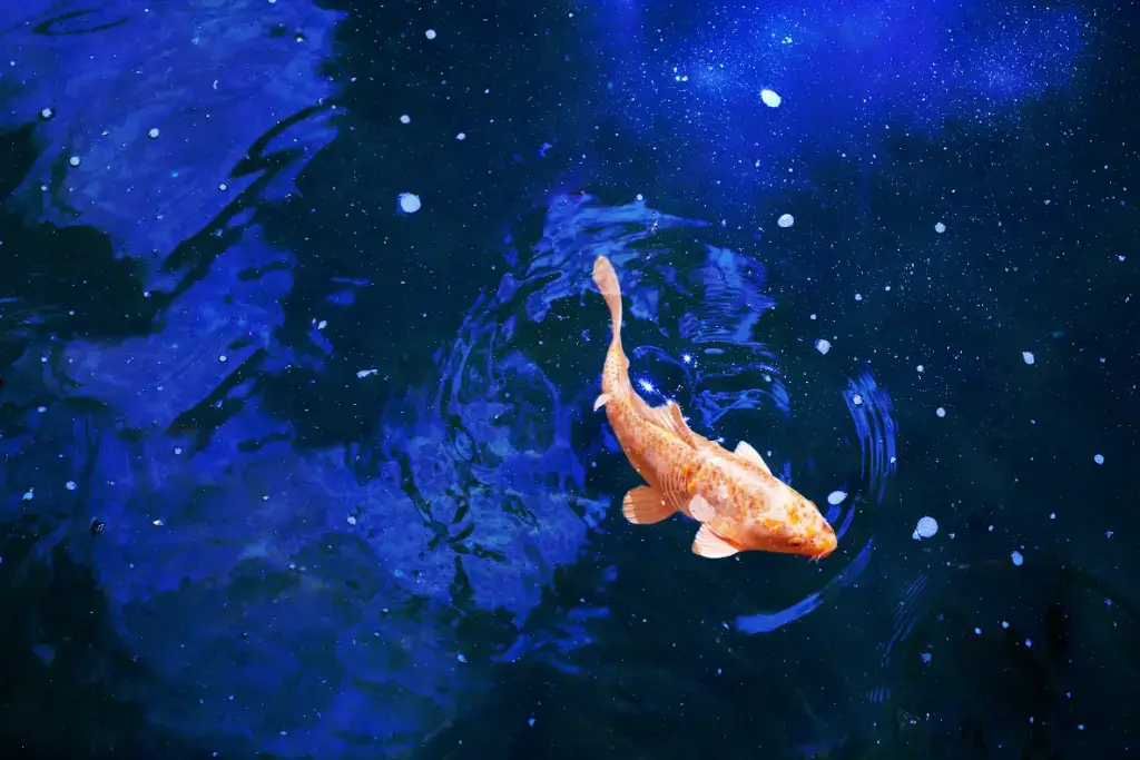 An orange koi swimming in a sea of stars.