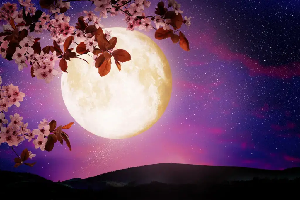 Cherry blossoms at night under a full moon.