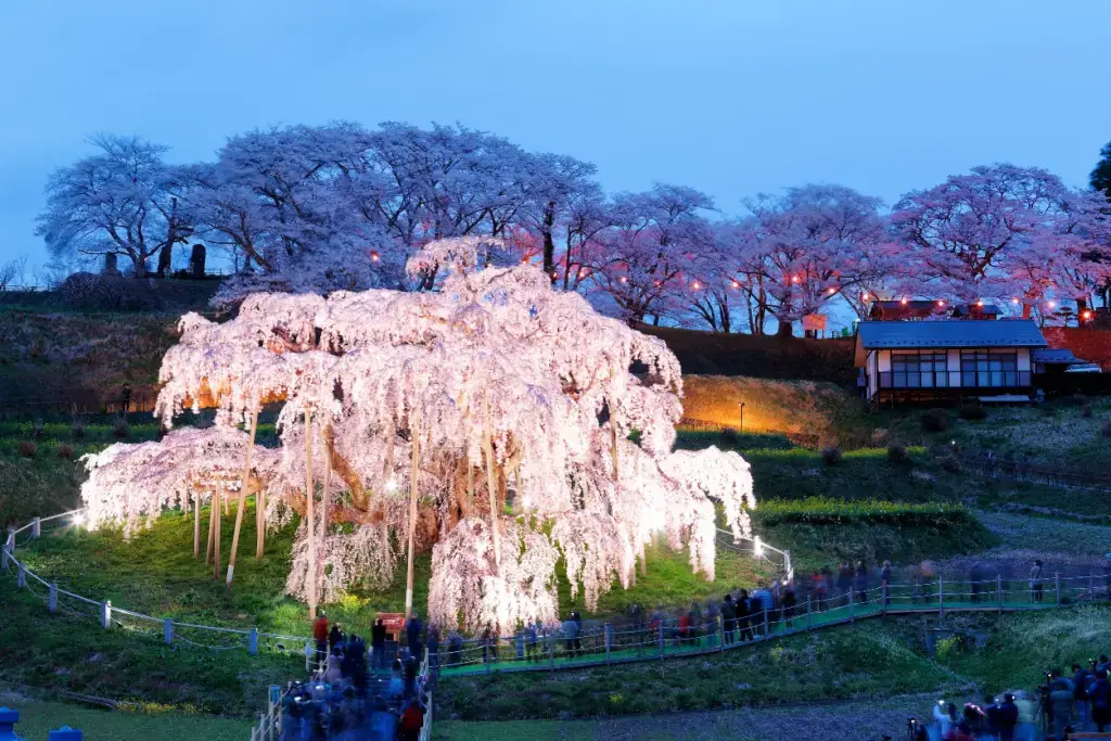 An illuminated cherry blossom tree in Fukushima.