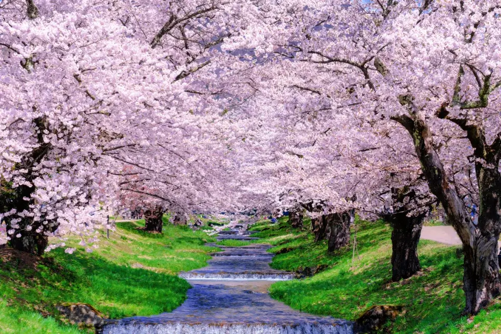 A bunch of cherry blossom trees.