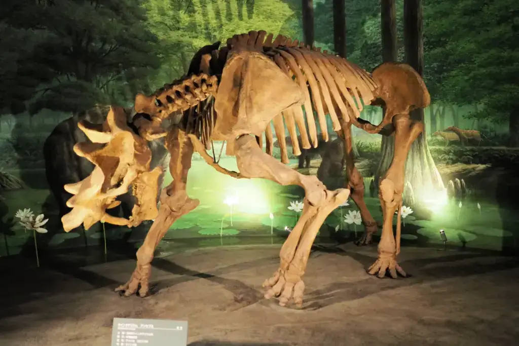 A complete dinosaur skeleton at the Fukui Prefectural Dinosaur Museum.