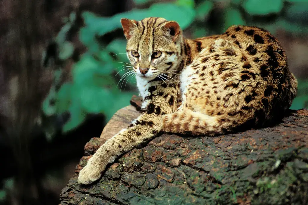 An Iriomote cat resting on a rock.