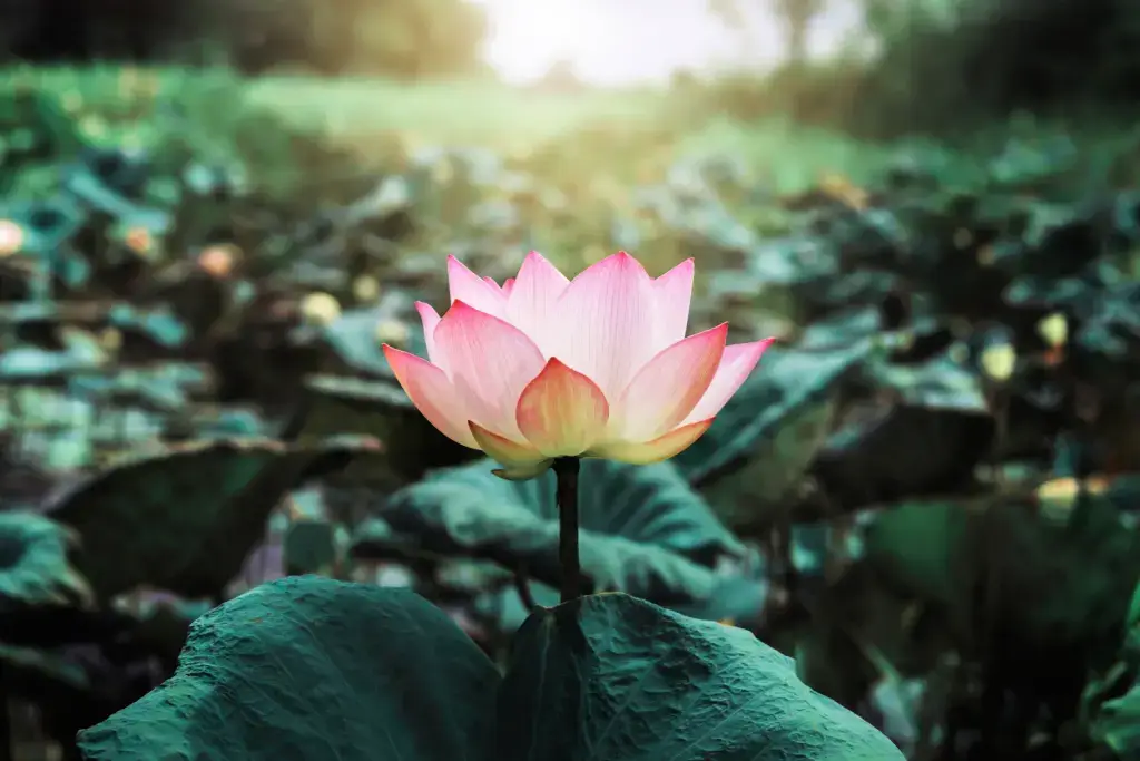 A lotus flower at sunrise, it's one of many summer flowers in Japan.