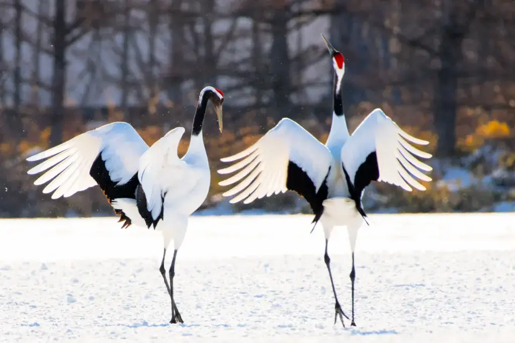 Two Japanese cranes.