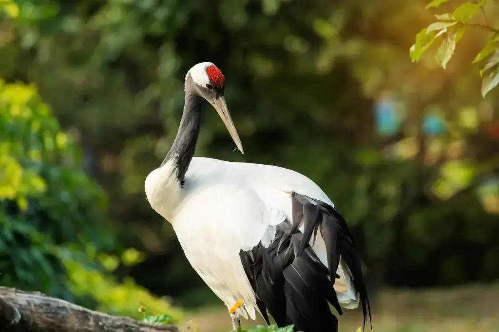 A Japanese crane in a forest, representing on the many Japanese fauna.