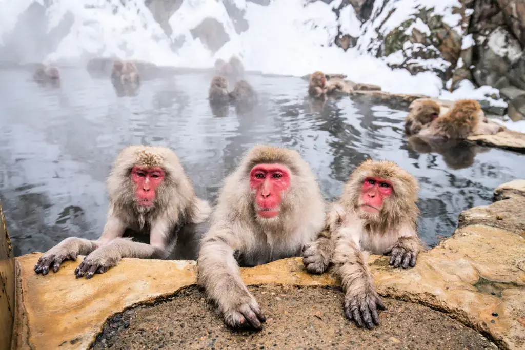 A bunch of Japanese macaques relaxing in an onsen.