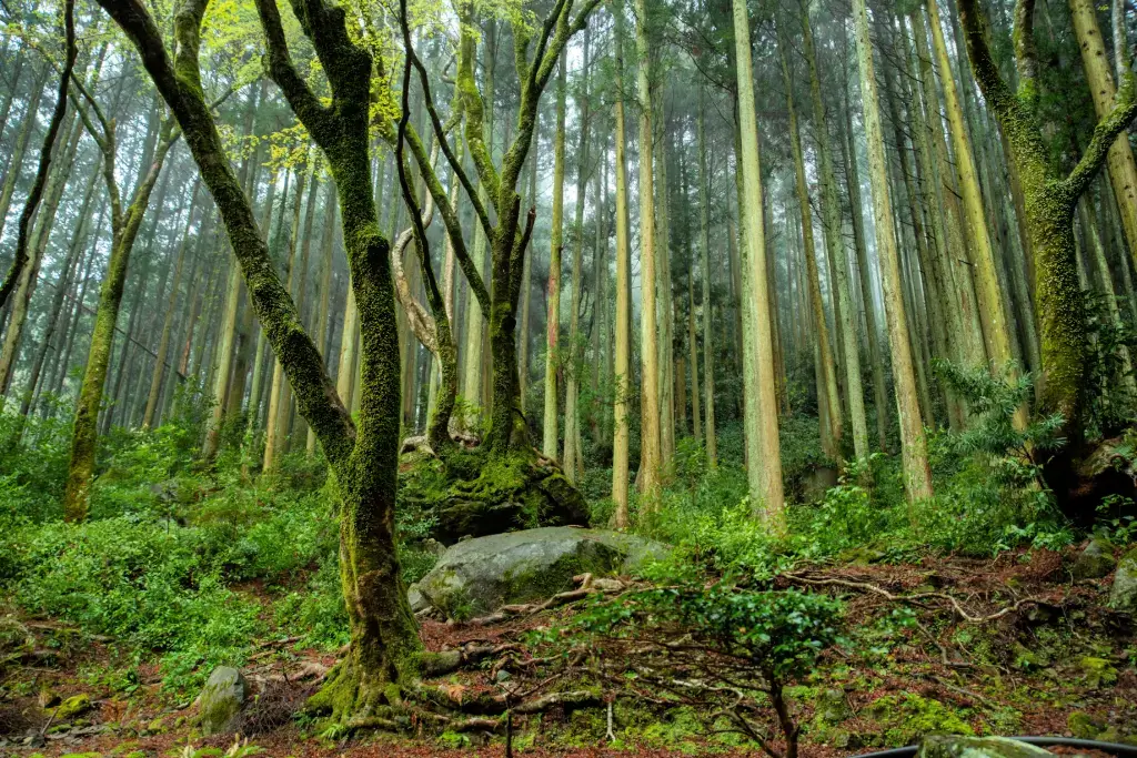 A forest on Kunisaki Peninsula near Beppu.