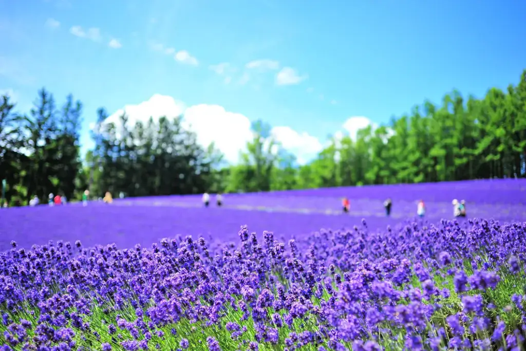 A field of lavender in Hokkaido.