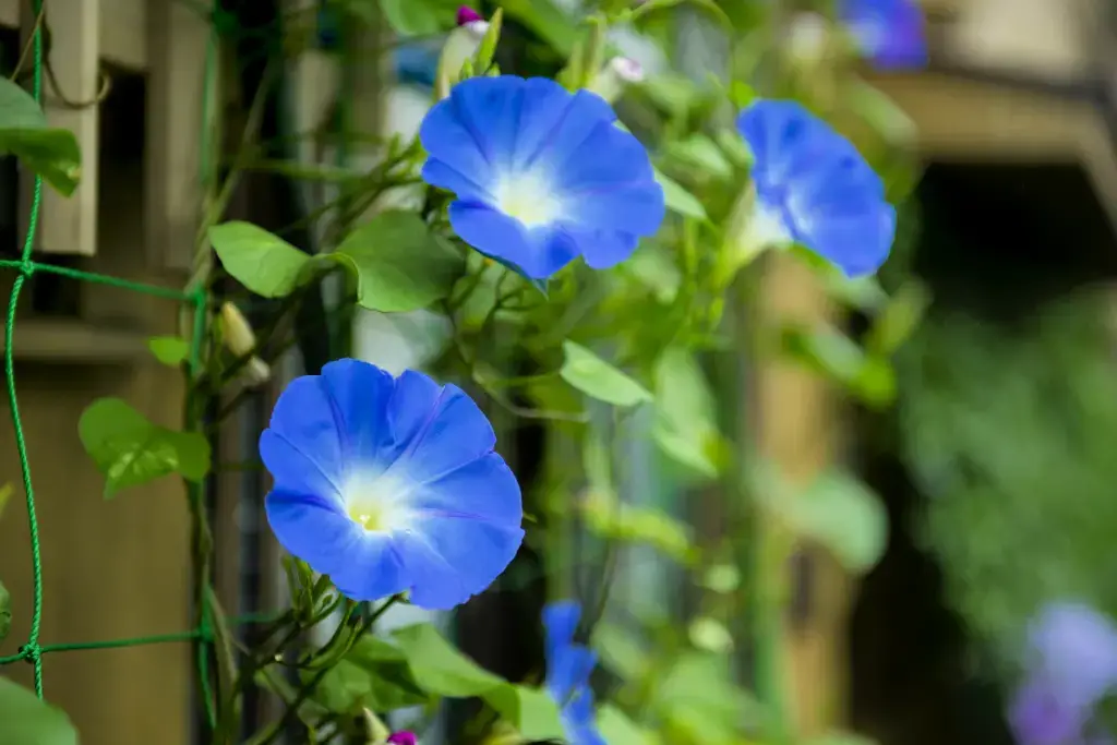 Blue morning glory, one of the most popular summer flowers in Japan.