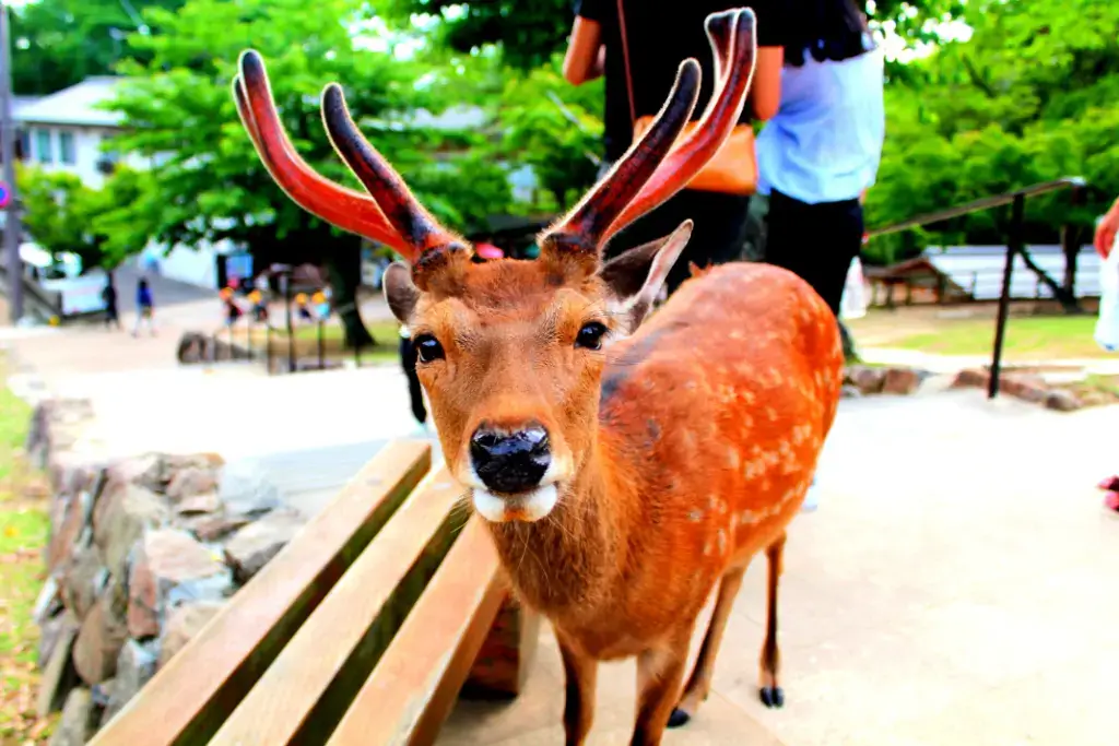 A sika deer at Nara, one of many Japanese fauna.