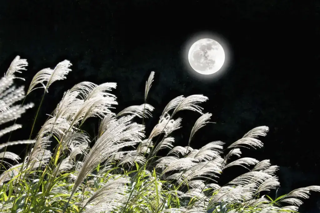 A full moon among the pampas grass.