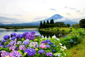 Hydrangeas in Japan, also known as NIhon.