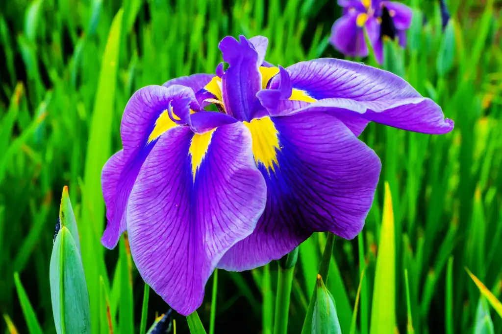 A Japanese iris flower.