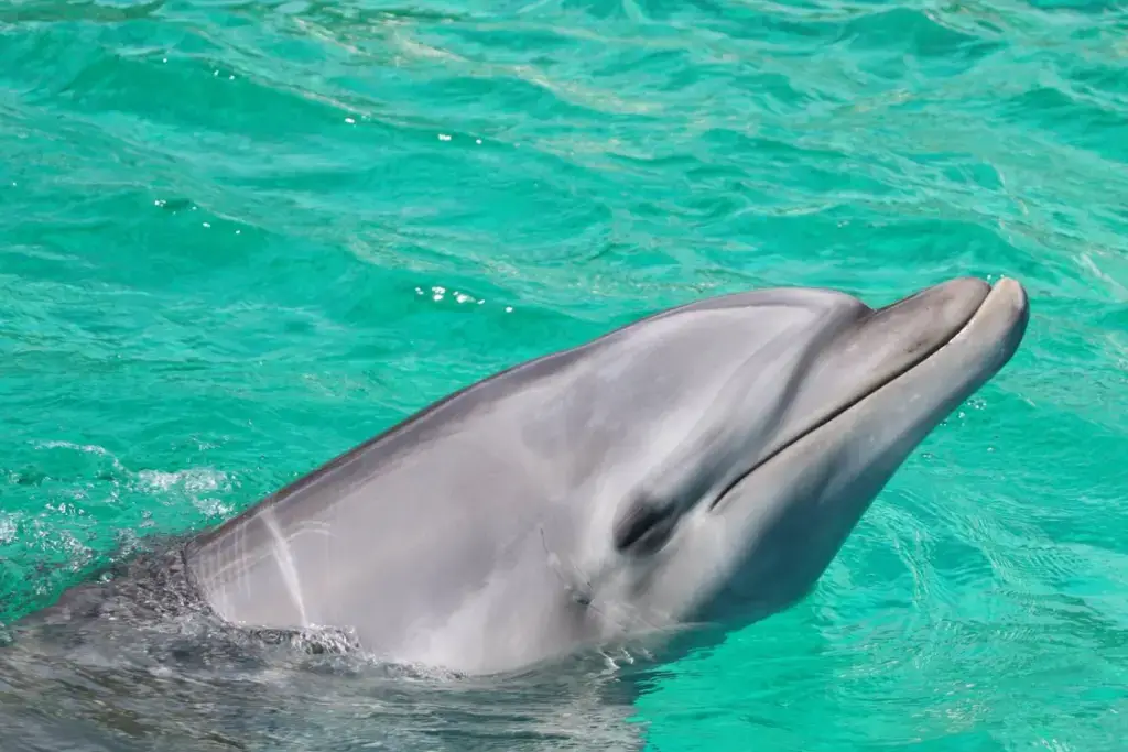 A dolphin at Kamogawa Seaworld.