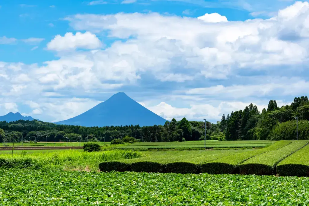 A tea plantation near Mount Kaimondake in Kagoshima, the former Satsuma Province.