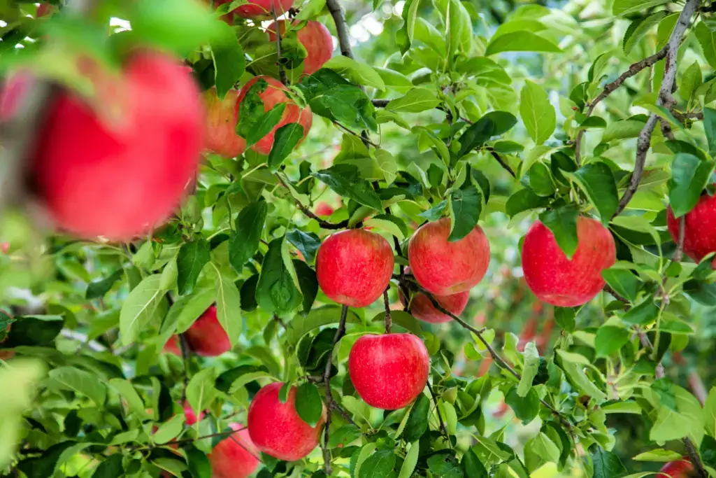 An apple orchard in Aomori, a prefecture in Tohoku.