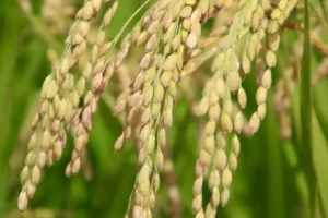 A close up of Tohoku rice grain.