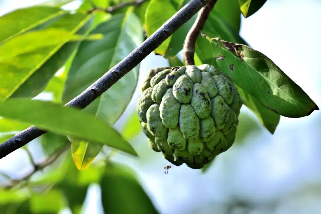 An atemoya on a tree.