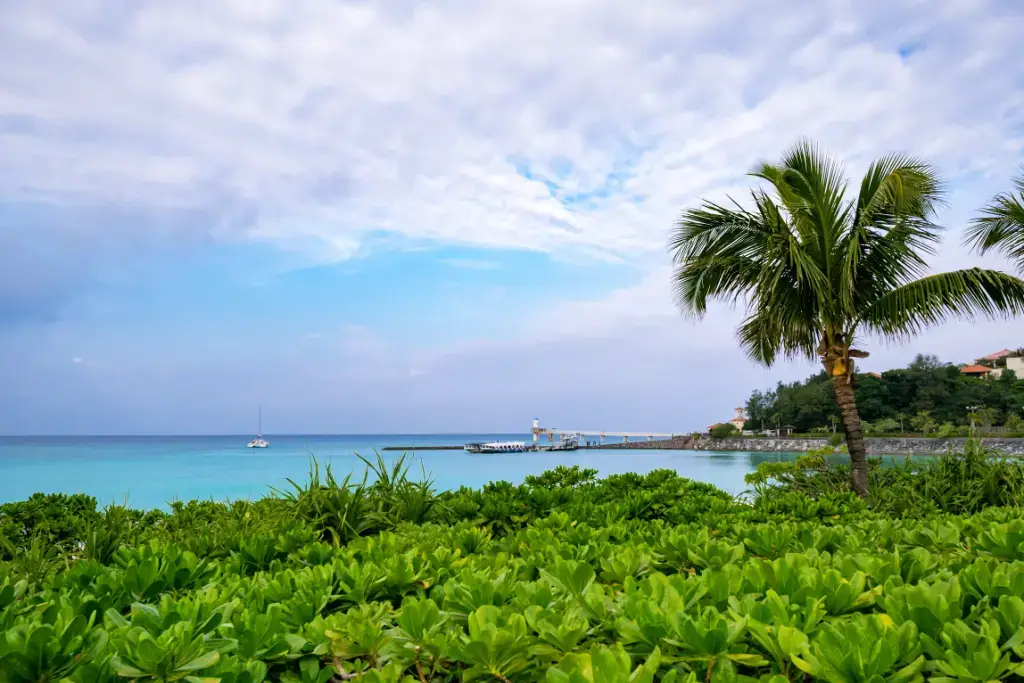 A palm tree at Busena Marine Park.