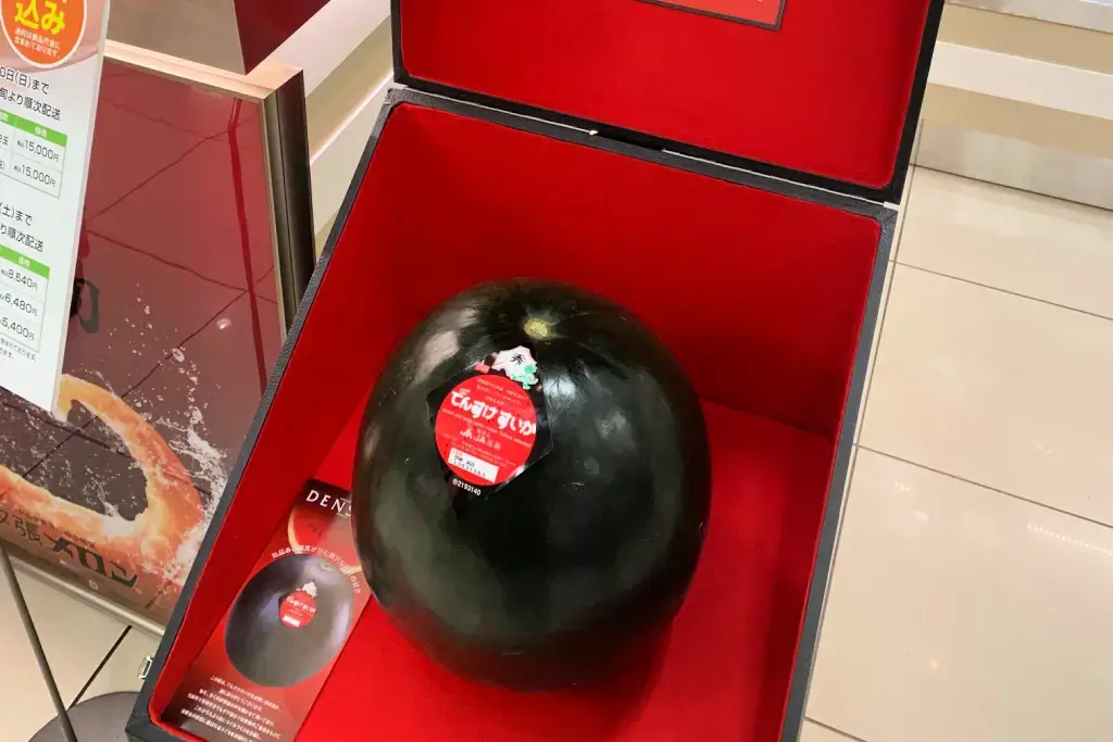 A Densuke watermelon in a red box.