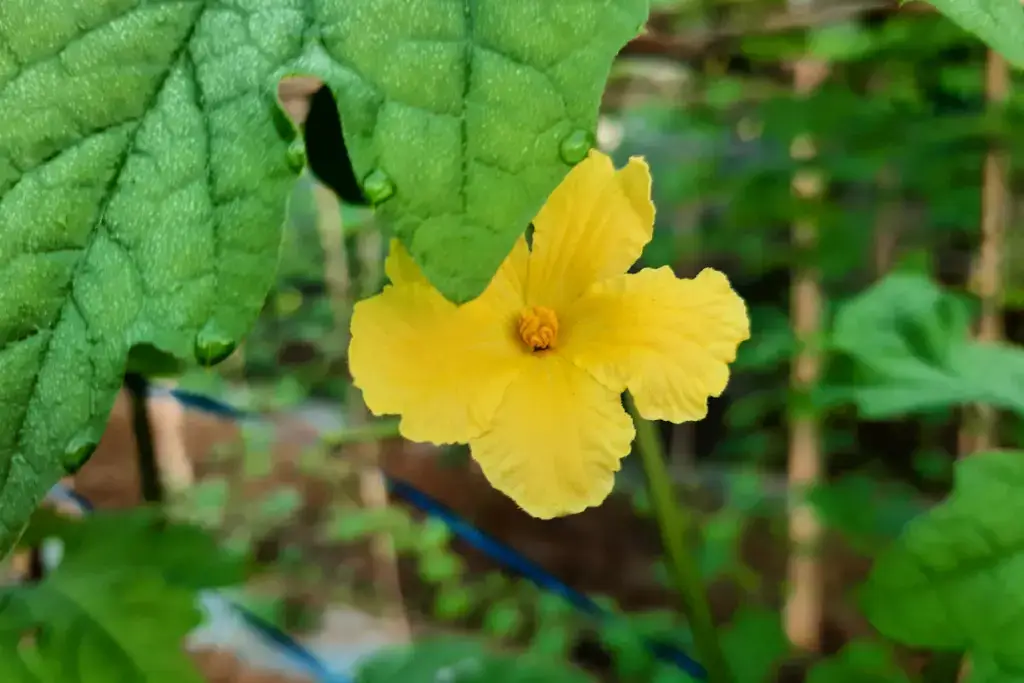 A bitter melon flower. It's yellow with large petals.